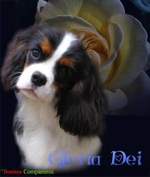 gloria-dei-mit-rose.jpg